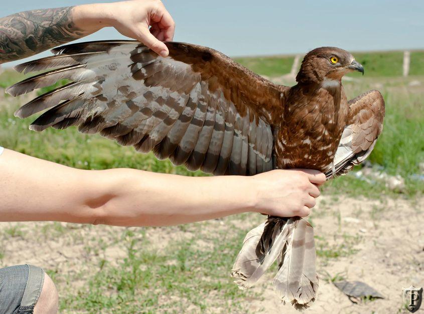 Pasărea, în mâinile lui Paul Chirana, cu puțin timp înainte de a fi eliberată. Foto: Paul Țibu