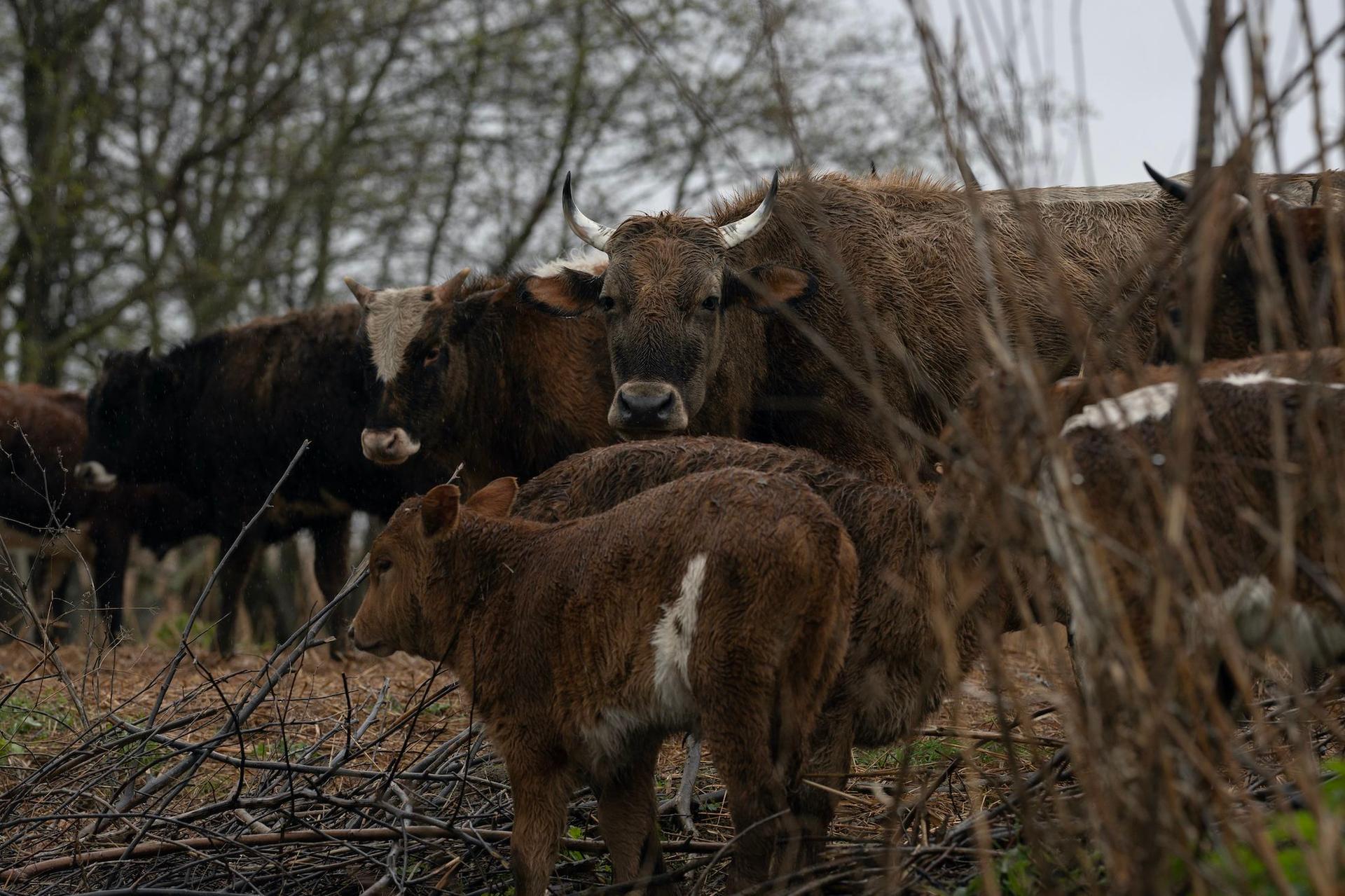 În Delta Dunării, animalele cresc în stabulație liberă. Adică sunt lăsate în libertate pe grindurile pe care fermierii le închiriază de la administrația locală. Foto: Andreea Câmpeanu