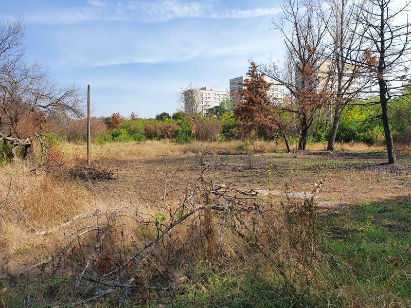 Urmele incendiilor de vegetație din vară sunt încă vizibile, la fel și copacii uscați care abia se mai țin verticali, după ce au fost găuriți la bază cu burghiul. 