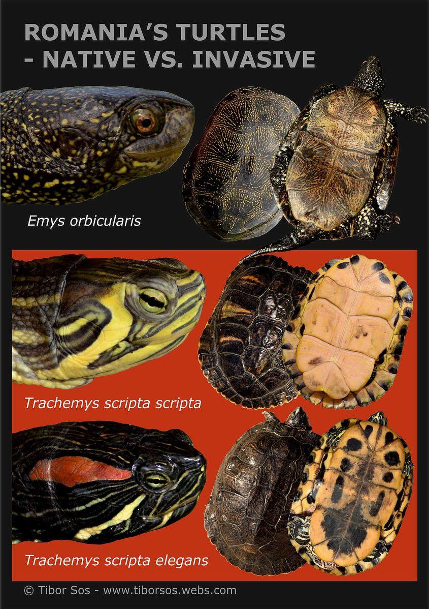 Diferențele de aspect dintre țestoasa autohtonă (sus) și cea de Florida, cu tâmple galbene (în mijloc) și cu tâmple roșii (jos). Ilustrație: Tibor Sos