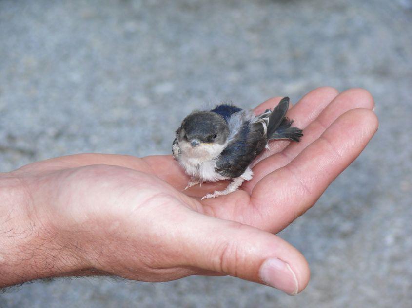 Pui de lăstun de casă, specie din ordinul paseriformelor. Foto: Dreamstime/Martinased