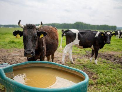 Ferma viitorului. De la gospodăria tradițională la agricultură regenerativă