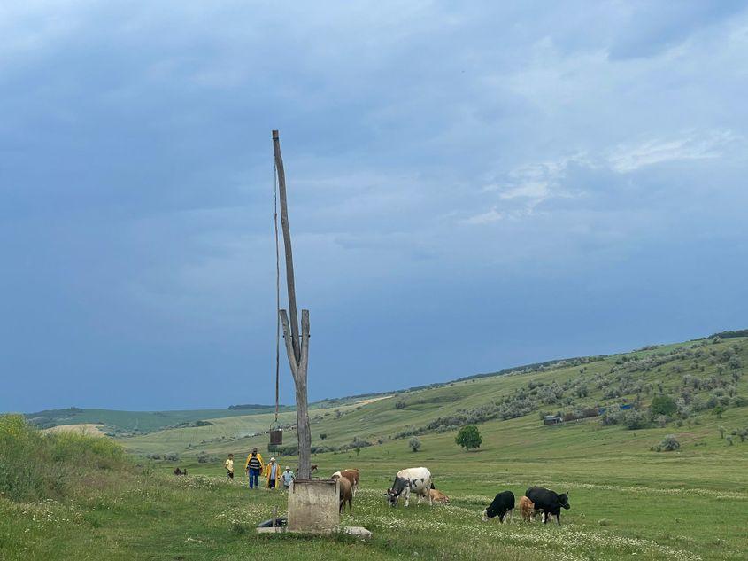 Câteva vaci pasc pe șesul de lângă sat. Foto: Lavinia Niță / PressOne