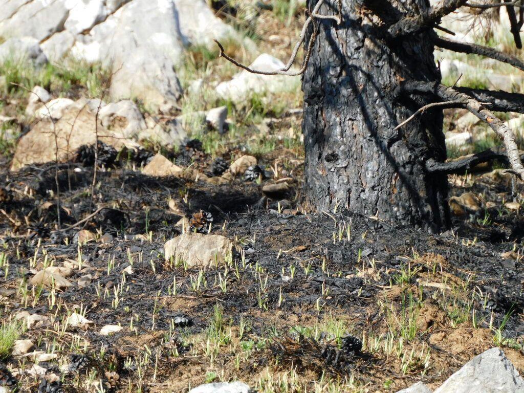 Mai departe, însă, se văd foarte clar consecințele focului asupra arborilor, prin urmare se poate vedea că zona a fost incendiată, lucru interzis de normele de finanțare APIA