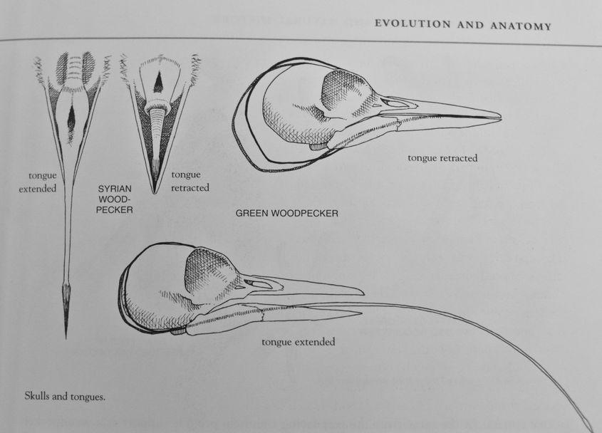 Limba lungă a ghionoaiei verzi, prezentată în schițe ale craniului publicate în cartea „Woodpeckers of Europe”, de Gerard Gorman.