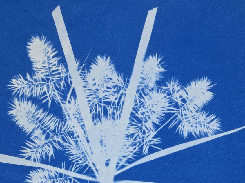 Algă fotografiată de Anna Atkins prin metoda cianotipiei.