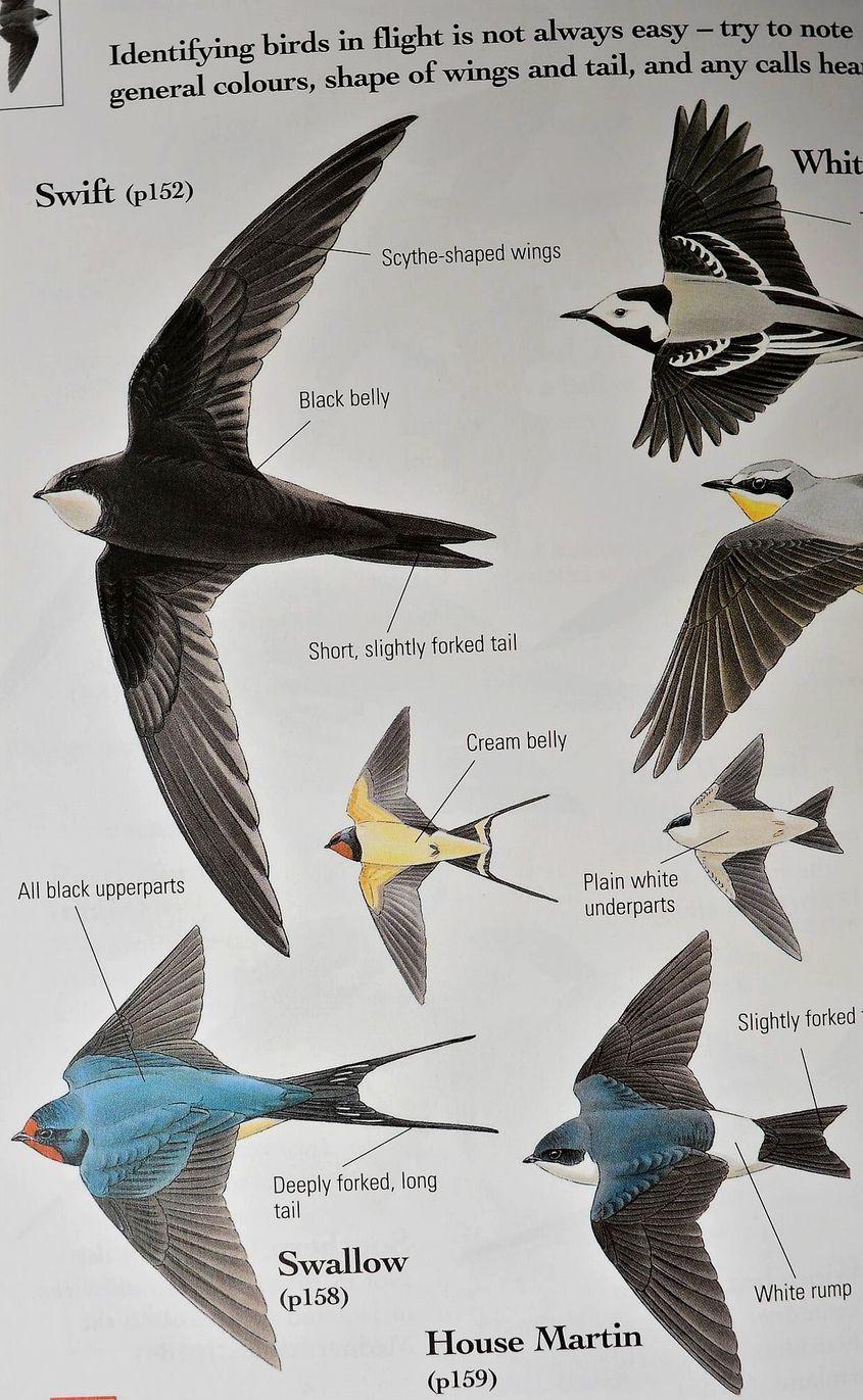 Diferențele dintre drepneaua neagră (Swift), rândunică (Swallow) și lăstunul de casă (House Martin), evidențiate la pagina 52 din determinatorul Birds by Colour.