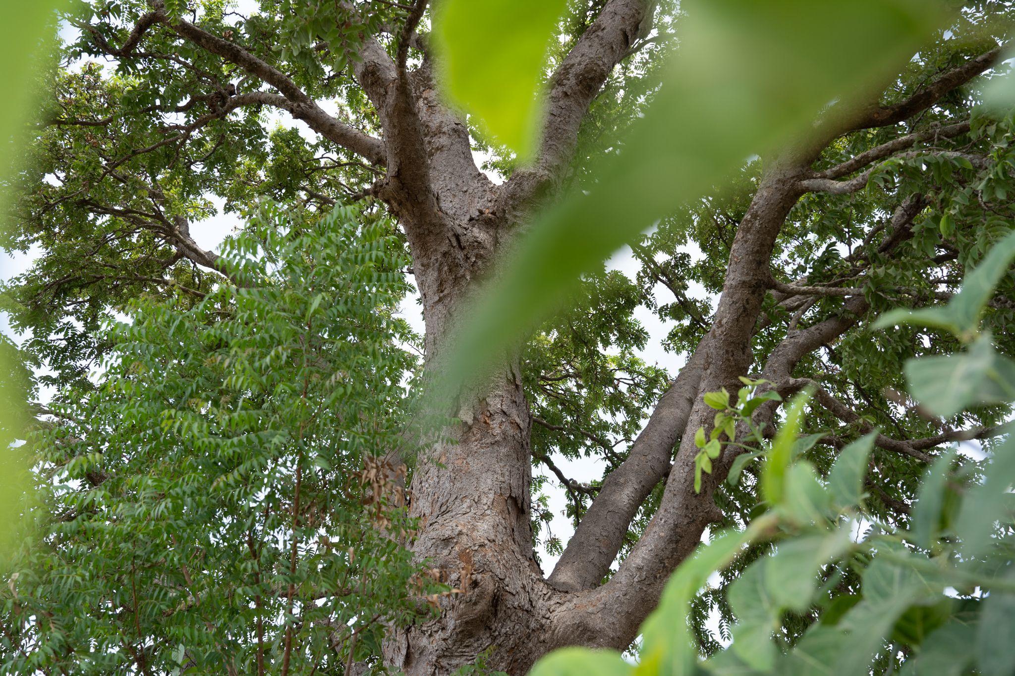Arbore de palisandru la granița dintre Gambia și Senegal. Foto: Andrei Popoviciu