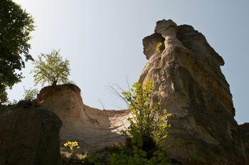 Pe partea superioară a acestor coloane a mai rămas un strat subțire de sol, în care își ancorează rădăcinile câte un arbore, asemenea unui veritabil bonsai.