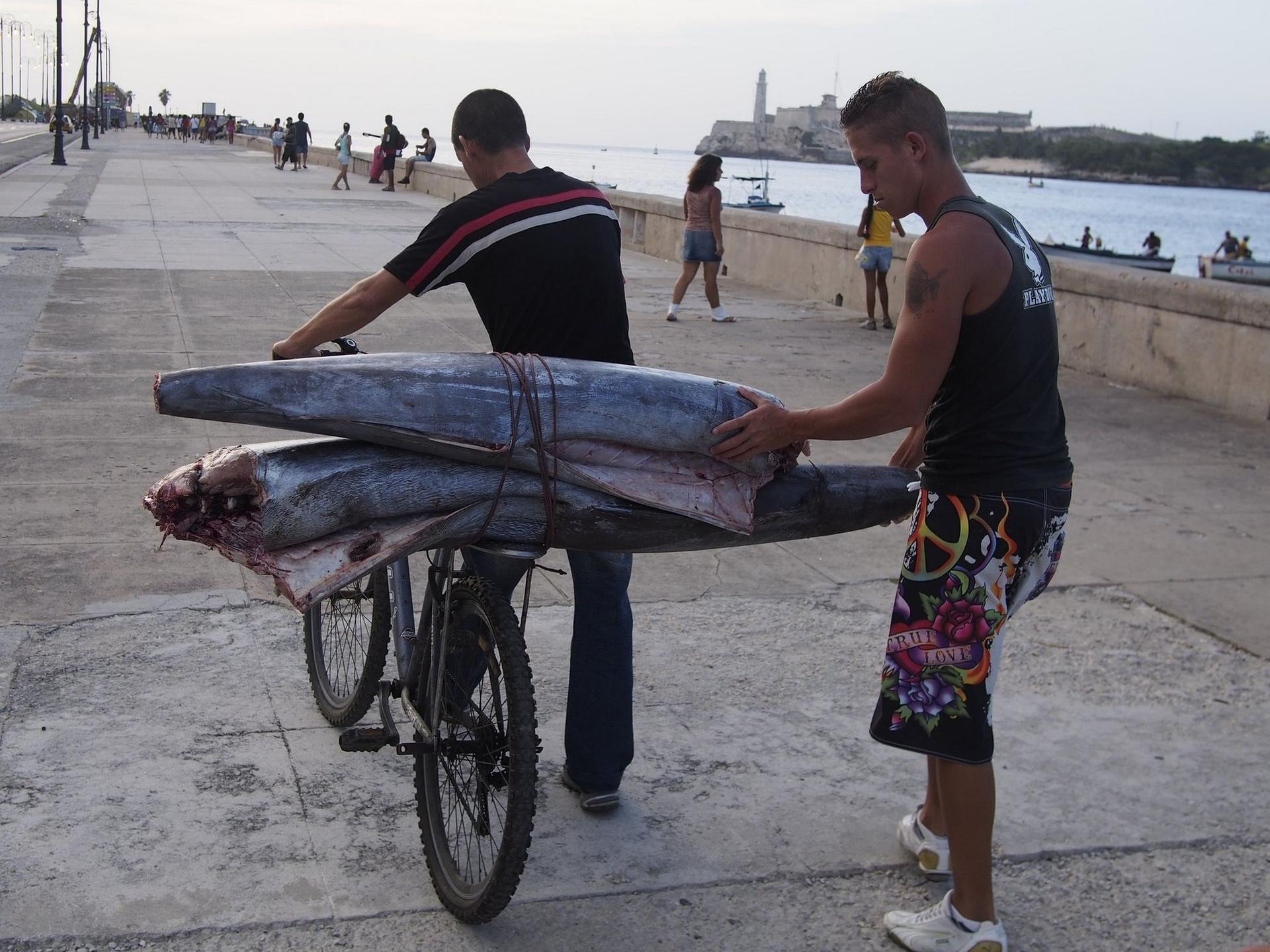 Doi cetățeni pe El Malecon duc doi rechini din port spre casă