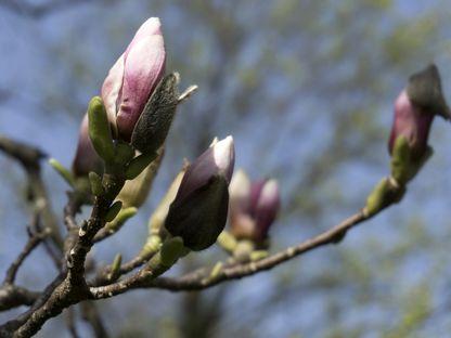 Au înflorit magnoliile în Grădina Botanică