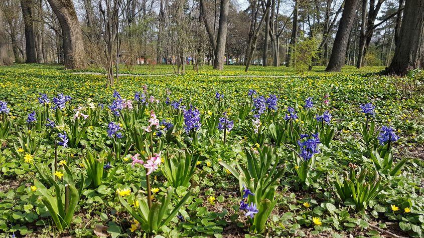 Abordările moderne în peisagistică se bazează tot mai mult pe plante perene, capabile să reziste cu întreținere minimă, an de an, și pe plante preferate de polenizatori, pentru biodiversitate