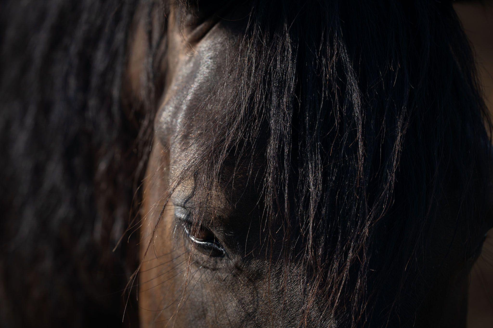 Piticu, care e huțul, a fost cal de trasee montane la 7 cai, la Nămăiești. A avut o problemă la un tendon și l-au donat. "L-au pensionat", spune Ancuța Chivu. Foto: Andreea Câmpeanu