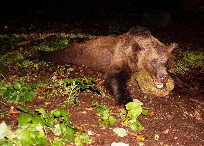 Urs ucis la Tușnad, în Harghita, în luna august 2018. Foto: Consiliul județean Harghita.