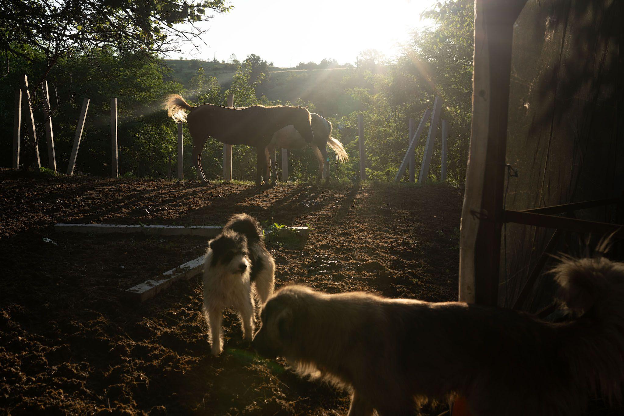 Câini și cai de la sanctuarul Save the Horses, dimineața devreme. Foto: Andreea Câmpeanu