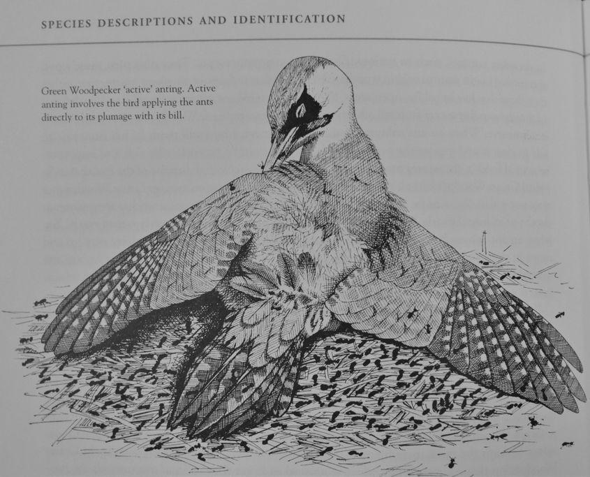 Așa-numitul „anting” activ, comportament al ghionoaiei verzi. Desen din cartea „Woodpeckers of Europe”, de Gerard Gorman.