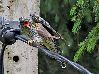 Un tânăr cuc (în stânga), hrănit de un măcăleandru adult. Foto: Szabo József Iosif