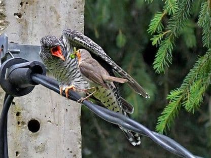 Șmecheriile unui mare pișicher: cucul