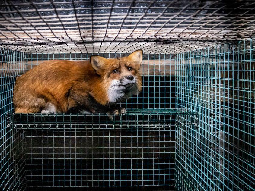 Foto: Kristo Muurimaa_HIDDEN_We Animals