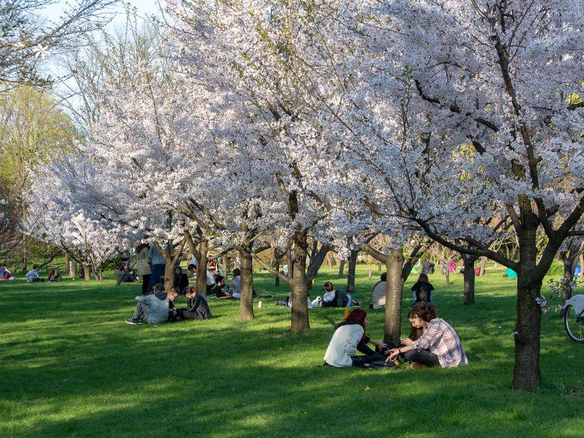 Grădina Japoneză din Herăstrău. Foto © Gutescu Eduard | Dreamstime.com