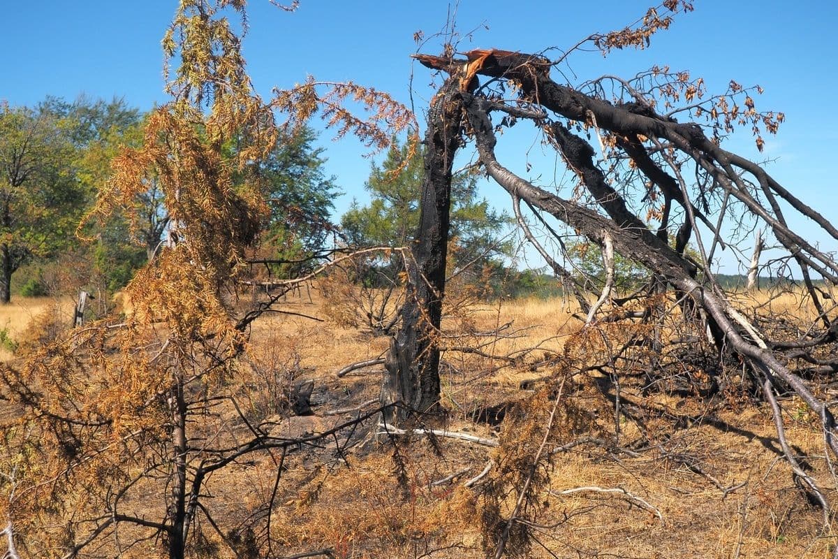 Cireș ars în urma incendiilor de vegetație, 2026