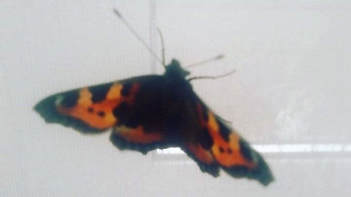 Fluturele din camera de hotel. Foto: Ana-Maria Onisei