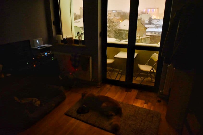 Câinii dorm bine noaptea.