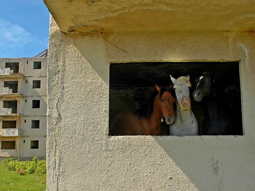 O parte din Orașul Nou din Anina a fost demult părăsită de locuitori, iar animalele au luat locul în stăpânire. Aici trei cai se odihnesc la răcoare, pozând într-o ramă de geam.