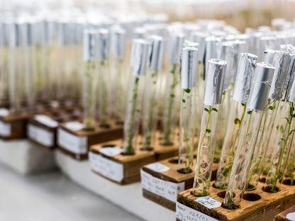 Curtea de Conturi acuză Ministerul Agriculturii că, timp de șapte ani, a pus în pericol siguranța alimentară a României