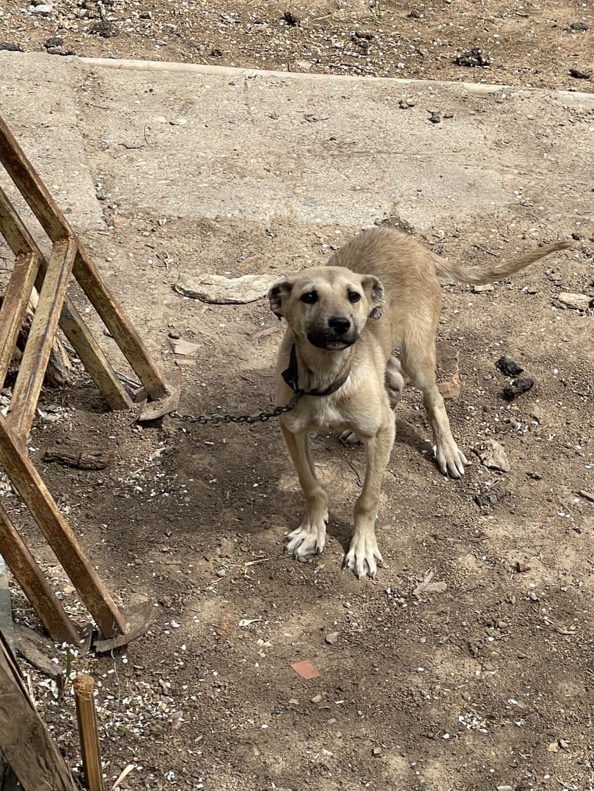 Câinele vecinilor lui E.V.