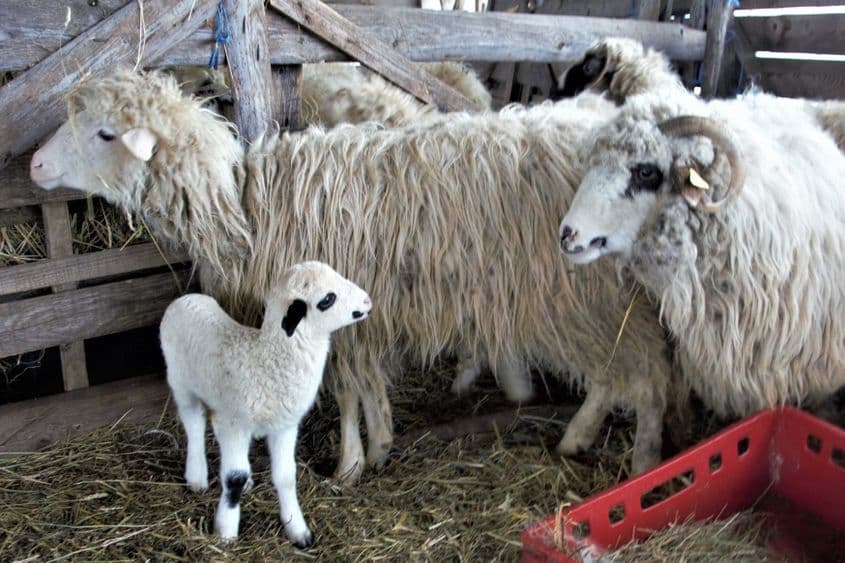 Soldatul TR Comânac a fost dus la luptă, în 1989, ca mielul la tăiere