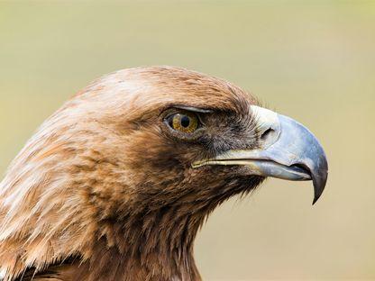Pasărea mare din stema României este acvilă de munte. Foto: Dreamstime / Alexander Podshivalov