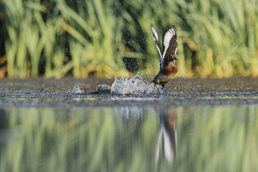 Copyright Helmut Ignat, Asociația Parcul Natural Vacărești