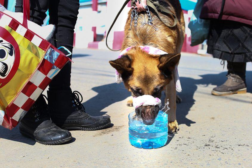Refugiații ucraineni au trecut granița în Romania însoțiți, de multe ori, de animalele lor de companie. Maramureș, duminică 6 martie 2022. Inquam Photos / Silviu Filip