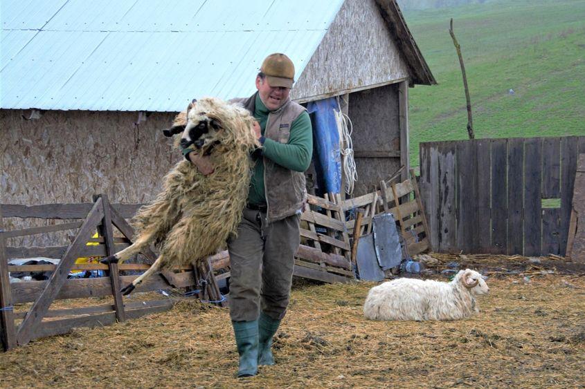 Ciobanul înalt ca bradul duce un berbec ca pe o jucărie