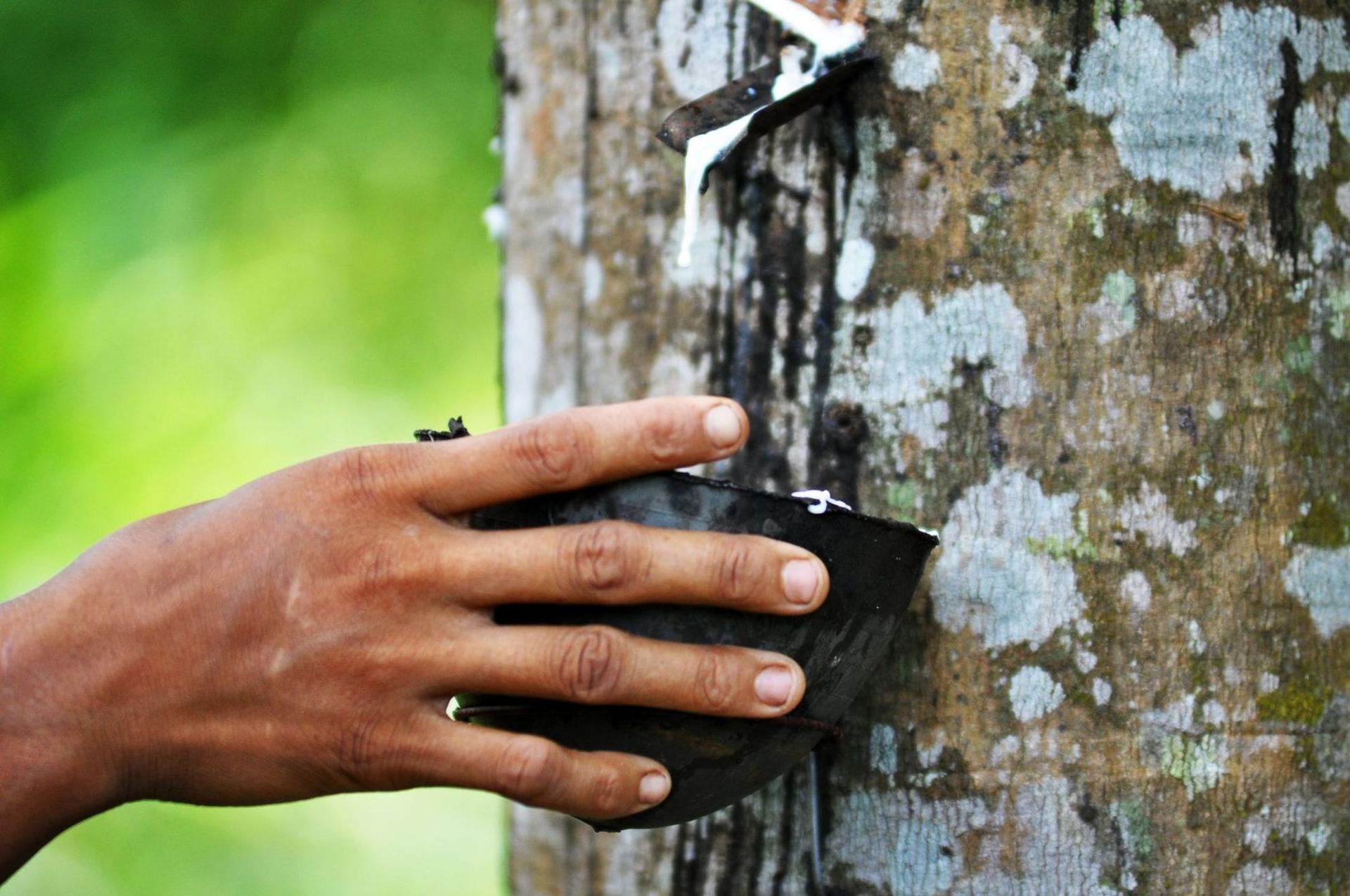 De la cauciucul natural colectat din păduri care trebuie crescute în mod sustenabil, la metalele rare și chiar la banala prelucrare a sticlei, toate elementele trebuie luate în calcul atunci când regândești modul în care produci în secolul XXI, dacă vrei să mai existe și secolul XXII.