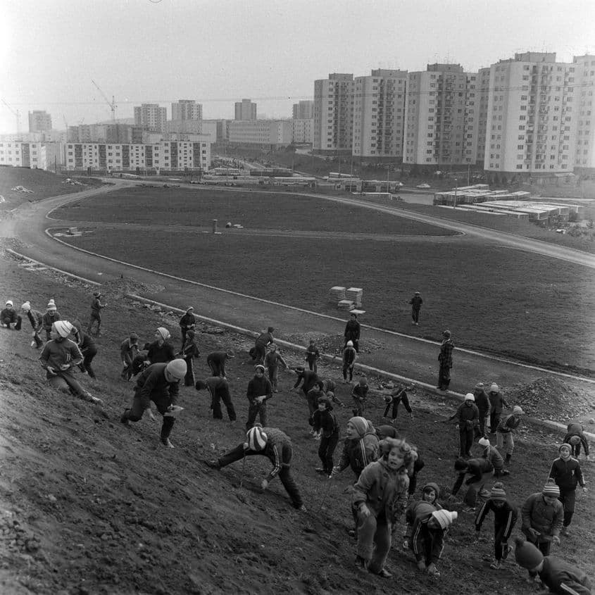 Copii la muncă patriotică, în anii ’80. Foto: Arhiva Minerva