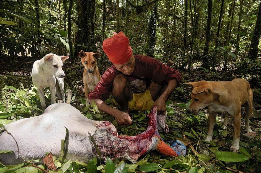 Buang, vânătorul naulu cu care m-am dus în păduile lui Kaitahu Upuan, spiritul locului, a terminat de jumulit un cassowary. Trăind într-o zonă muntoasă, greu accesibilă, naulu tranșează animalul direct în pădure și cară la tabără doar carnea curată.