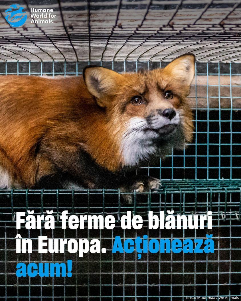Humane World for Animals este unul dintre actorii principali ai campaniei pentru o Europă fără blănuri. FOTO: Humane World for Animals