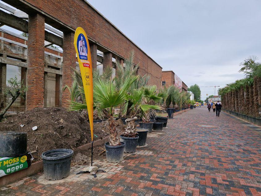 Lansarea AUR a avut loc printre palmierii „baronului” Negoiță. Foto: Răzvan Filip