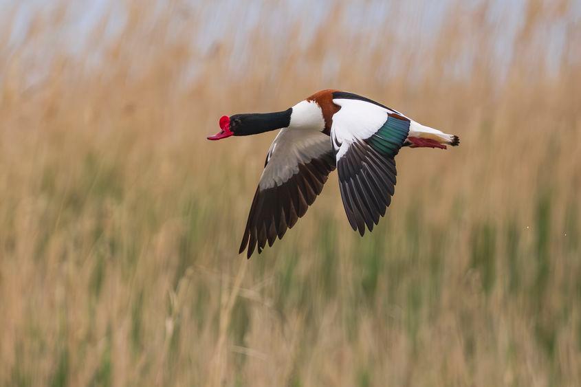 Foto: László Potozky, directorul Fundației pentru Parteneriat