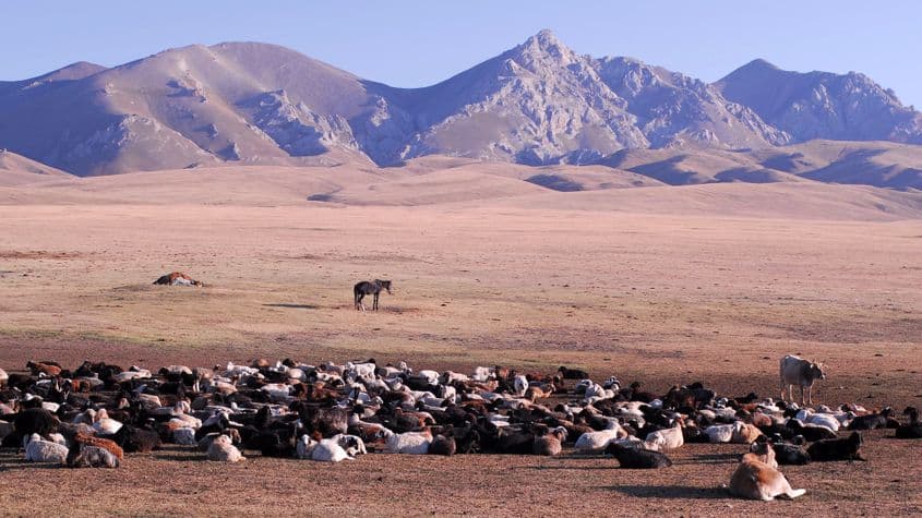 Așa arată chemarea irezistibilă a vârfului Ak Tash, căreia nu i-am rezistat. În fața lui, o turmă de oi stă parcată în soarele amiezii. La fel și calul meu necooperant, pe care a trebuit să-l abandonez. Când eu ziceam „Choo!”, el se apuca de păscut. Not fair. (Fotografii: Voicu Bojan)