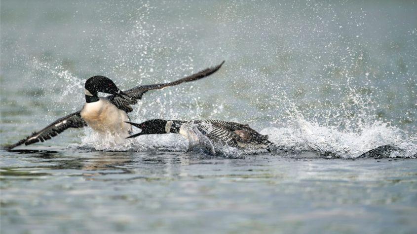 „Luptele pentru putere între cufundarii de pe lacurile din Wisconsin pot fi foarte agresive și, uneori, pot duce la moartea unuia dintre combatanți. Foto: Kevin K. Pepper.”
