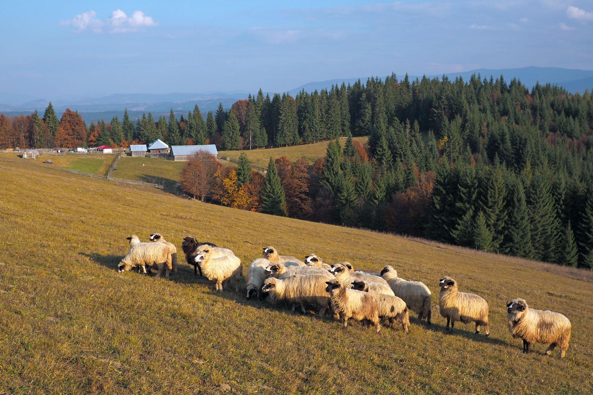 Între Lunca Ilvei și Tășuleasa vă așteaptă Poiana lui Gălan cu loc de hodină și o țuică bună. Și niște oi mirate.