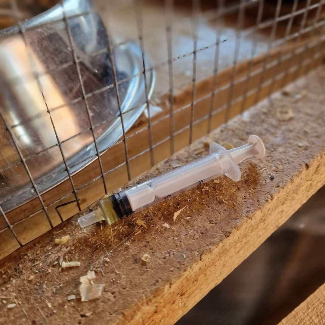 <em>Fotografii realizate de Mihaela în adăpostul „Căsuța Pisicească”</em>