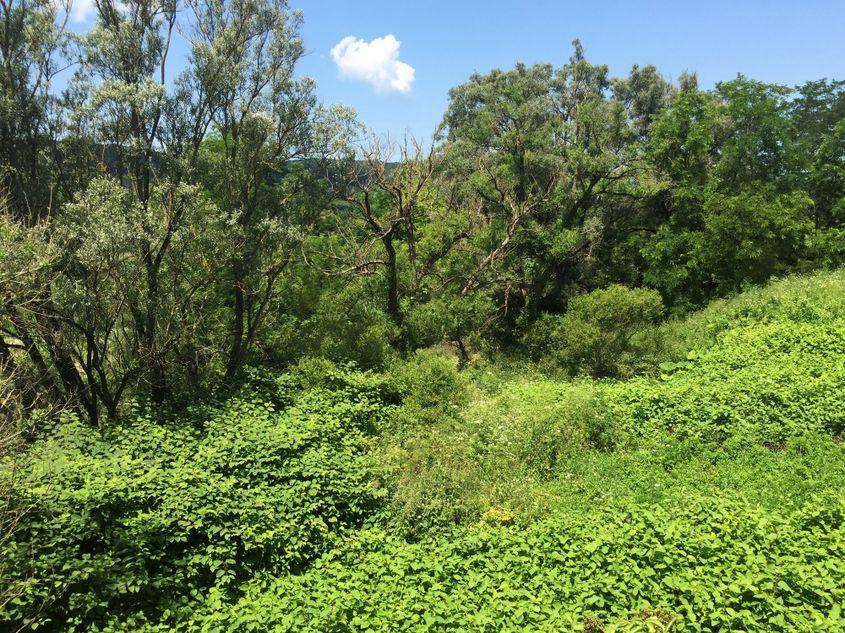 Vechea localitate săsească Criț este invadată de troscot japonez. Foto: Stephen McGrath