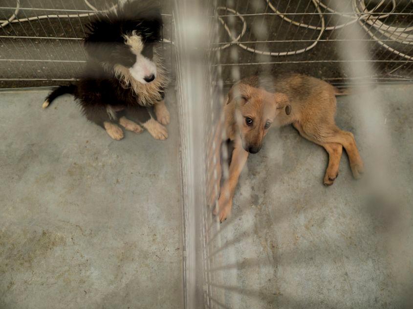Târg de adopții organizat de ASPA București, in Parcul Circului din București, 19 februarie 2022. Inquam Photos / Octav Ganea