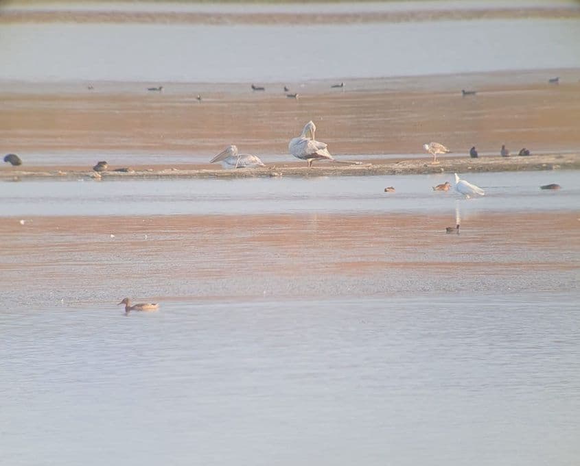 Foto: Parcul Natura 2000 Dumbrăvița-Rotbav / <a target="_blank" rel="noreferrer noopener" href="https://www.facebook.com/photo?fbid=502655742454215&set=a.152589970794129&locale=ro_RO" target="_blank">facebook</a>