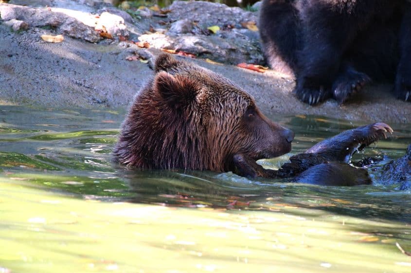 Sanctuarul de urși din Zărnești. Foto: pagina de Facebook Libearty Bear Sanctuary (c)