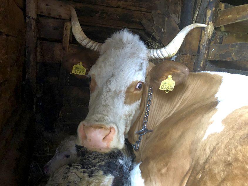 Puica a născut azi noapte "on beljian". Adică un vițel de rasă belgiană. E coleg cu vițelul din video.